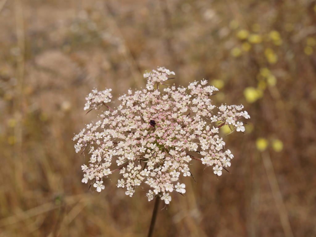 Herdade Dos Montes Bastos Santa Luzia  Eksteriør billede